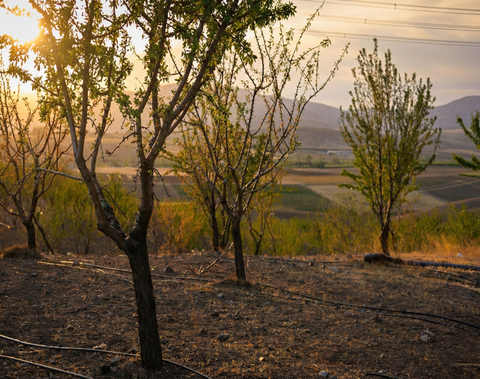 Ender çikolata bahçesi